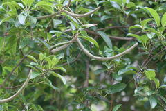 Aganosma caryophyllata